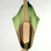 Image of Amorphophallus macrorhizus  Craib.