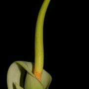 Image of Amorphophallus mangelsdorffii  Bogner.