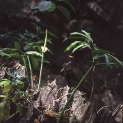 Image of Amorphophallus mangelsdorffii  Bogner.