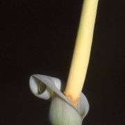 Image of Amorphophallus mangelsdorffii  Bogner.