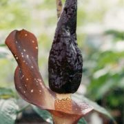 Image of Amorphophallus manta  Hett. & Ittenbach.