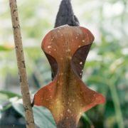 Image of Amorphophallus manta  Hett. & Ittenbach.