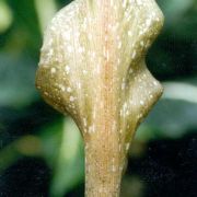 Image of Amorphophallus manta  Hett. & Ittenbach.