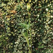 Image of Amorphophallus margaritifer  (Roxb.) Kunth.