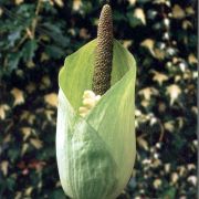 Image of Amorphophallus margaritifer  (Roxb.) Kunth.
