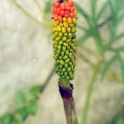 Image of Amorphophallus margaritifer  (Roxb.) Kunth.