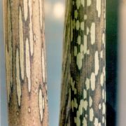 Image of Amorphophallus margaritifer  (Roxb.) Kunth.