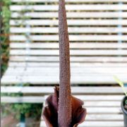 Image of Amorphophallus maximus  (Engl.) N.E. Br..