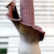 Image of Amorphophallus maximus  (Engl.) N.E. Br..
