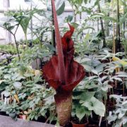 Image of Amorphophallus maxwellii  Hett..