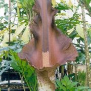 Image of Amorphophallus maxwellii  Hett..