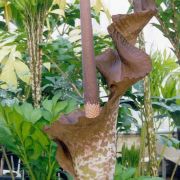 Image of Amorphophallus maxwellii  Hett..