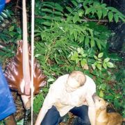 Image of Amorphophallus maxwellii  Hett..