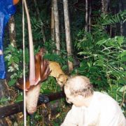 Image of Amorphophallus maxwellii  Hett..