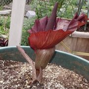 Image of Amorphophallus mossambicensis  (Schott ex Garcke) N.E. Br..