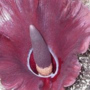 Image of Amorphophallus mossambicensis  (Schott ex Garcke) N.E. Br..