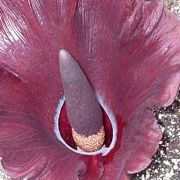 Image of Amorphophallus mossambicensis  (Schott ex Garcke) N.E. Br..