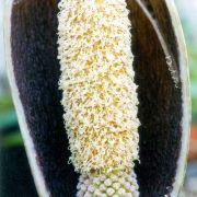 Image of Amorphophallus mossambicensis  (Schott ex Garcke) N.E. Br..