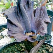 Image of Amorphophallus mossambicensis  (Schott ex Garcke) N.E. Br..