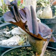 Image of Amorphophallus mossambicensis  (Schott ex Garcke) N.E. Br..