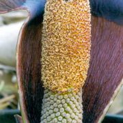 Image of Amorphophallus mossambicensis  (Schott ex Garcke) N.E. Br..