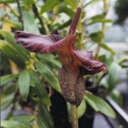 Image of Amorphophallus mossambicensis  (Schott ex Garcke) N.E. Br..