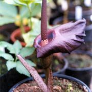 Image of Amorphophallus mossambicensis  (Schott ex Garcke) N.E. Br..