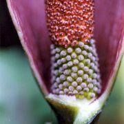 Image of Amorphophallus mossambicensis  (Schott ex Garcke) N.E. Br..