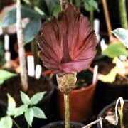 Image of Amorphophallus mossambicensis  (Schott ex Garcke) N.E. Br..