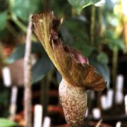 Image of Amorphophallus mossambicensis  (Schott ex Garcke) N.E. Br..