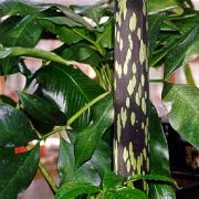 Image of Amorphophallus muelleri  Bl..