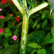 Image of Amorphophallus muelleri  Bl..