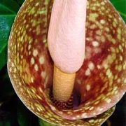 Image of Amorphophallus muelleri  Bl..