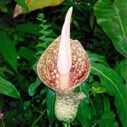 Image of Amorphophallus muelleri  Bl..