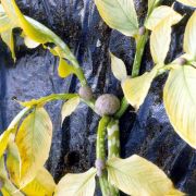 Image of Amorphophallus muelleri  Bl..