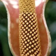 Image of Amorphophallus muelleri  Bl..