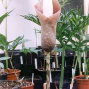 Image of Amorphophallus muelleri  Bl..