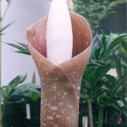 Image of Amorphophallus muelleri  Bl..