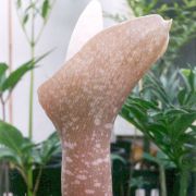 Image of Amorphophallus muelleri  Bl..