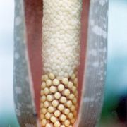 Image of Amorphophallus muelleri  Bl..