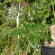 Image of Amorphophallus myosuroides  Hett. & A. Galloway.