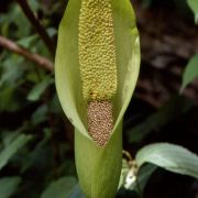 Image of Amorphophallus napalensis  (Wall.) Bogner & Mayo.