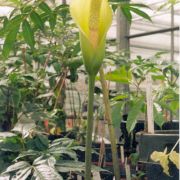 Image of Amorphophallus napalensis  (Wall.) Bogner & Mayo.