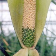 Image of Amorphophallus napalensis  (Wall.) Bogner & Mayo.