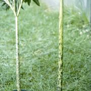 Image of Amorphophallus napalensis  (Wall.) Bogner & Mayo.