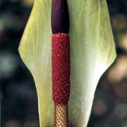 Image of Amorphophallus napiger  Gagn..