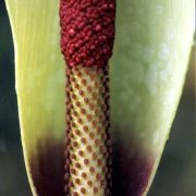 Image of Amorphophallus napiger  Gagn..