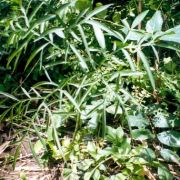 Image of Amorphophallus napiger  Gagn..