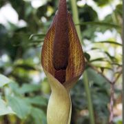 Image of Amorphophallus napiger  Gagn..