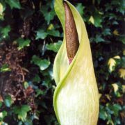 Image of Amorphophallus napiger  Gagn..